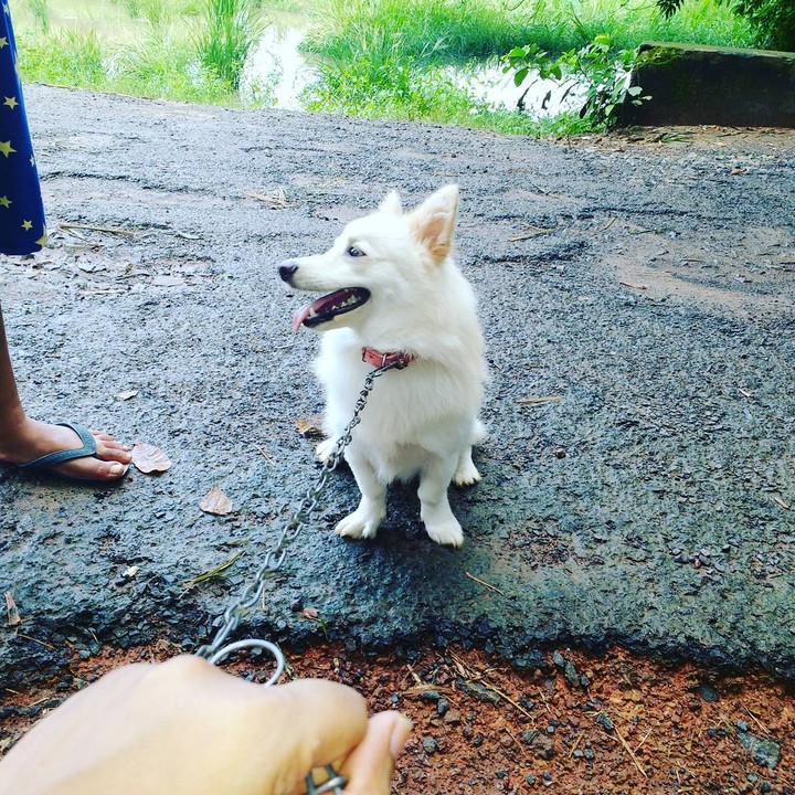 my doggy...