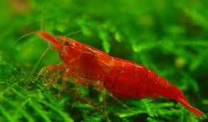 AQUARIUM SHRIMP