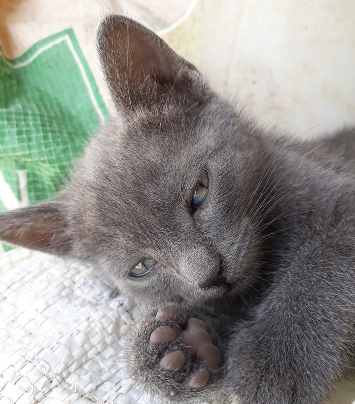 Cat