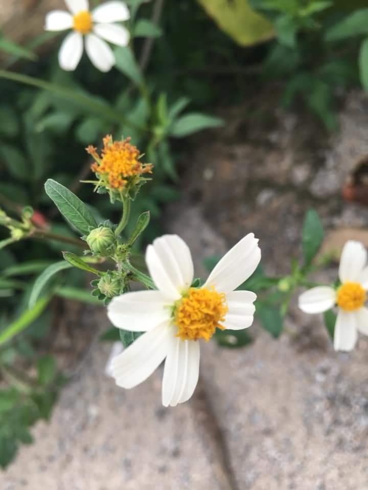 wildflowers