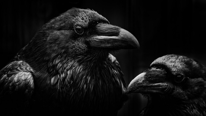 black raven