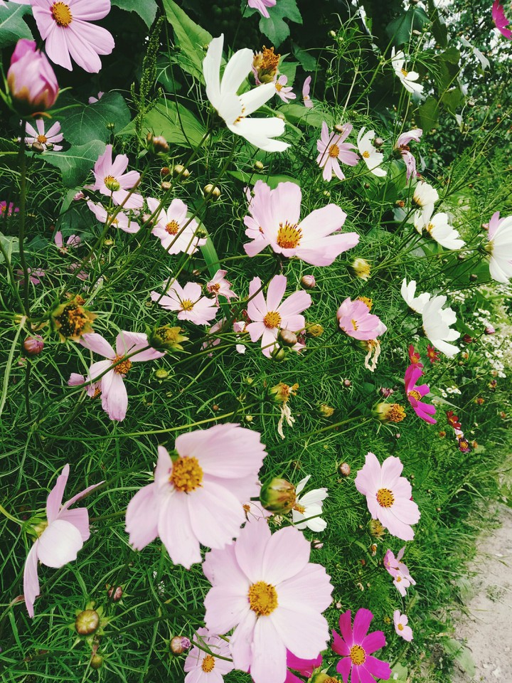 #pinkflower