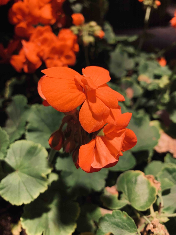 orange flowers