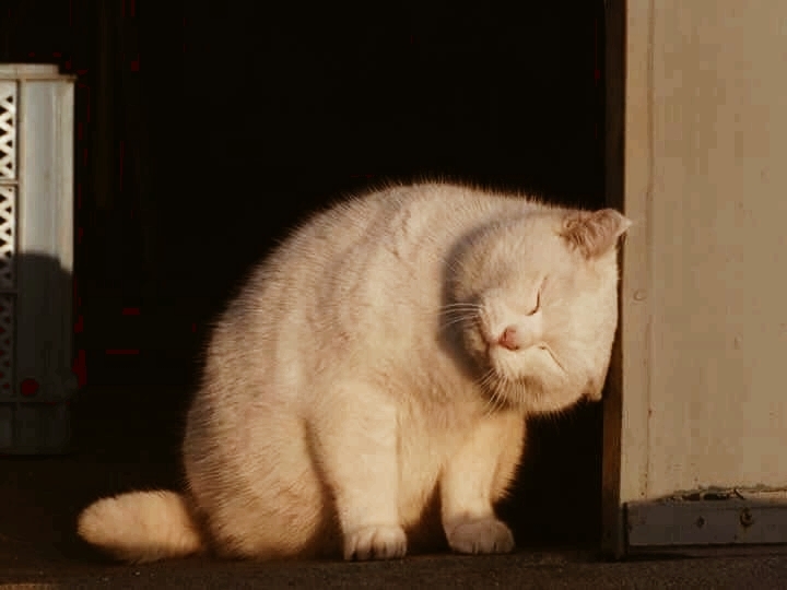 CAT_sama