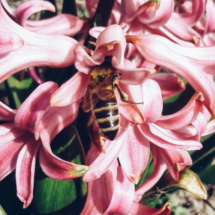 bee in flower