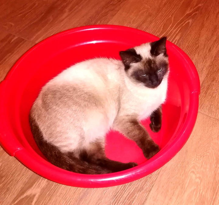 cat ❤️