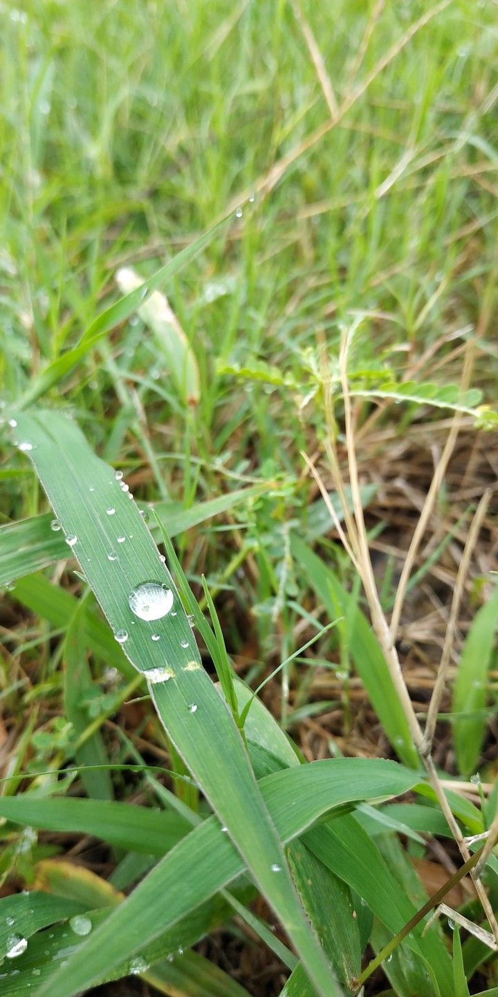 Morning Dew #4
