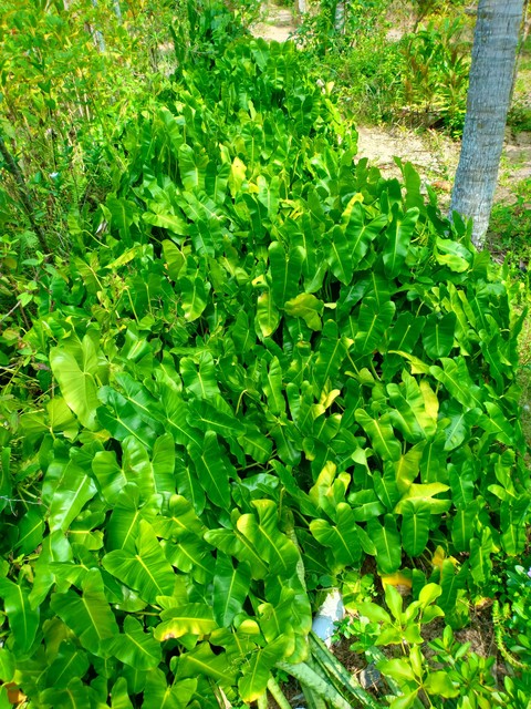 Plant