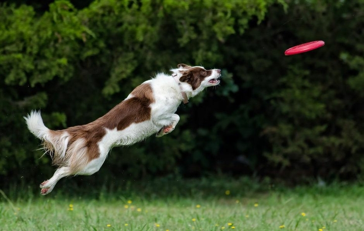 If It's Not A Broder Collie iIt's Just A Dog