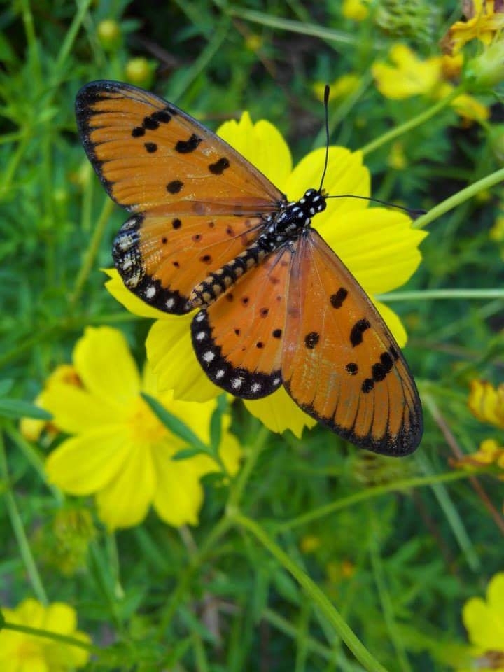 Butterfly