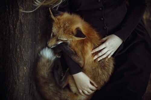 Le renard
