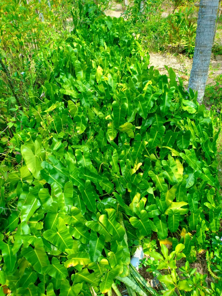 Plant