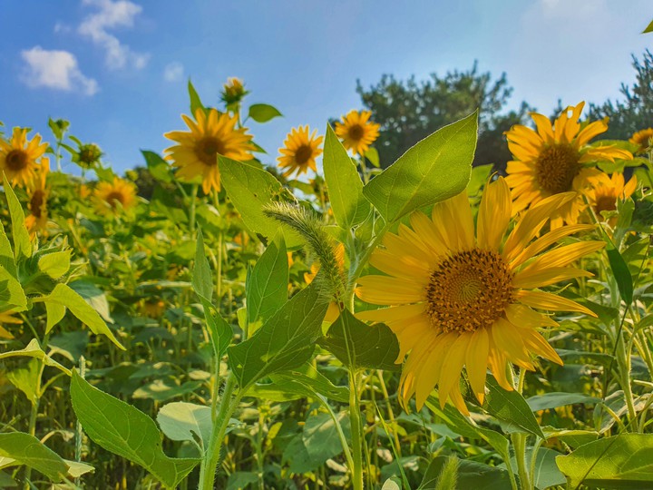 Macrophotography