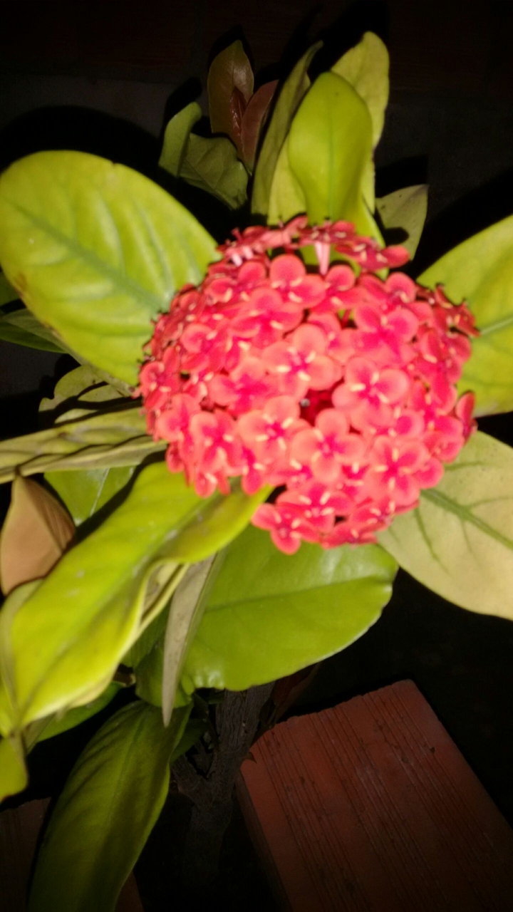 flor