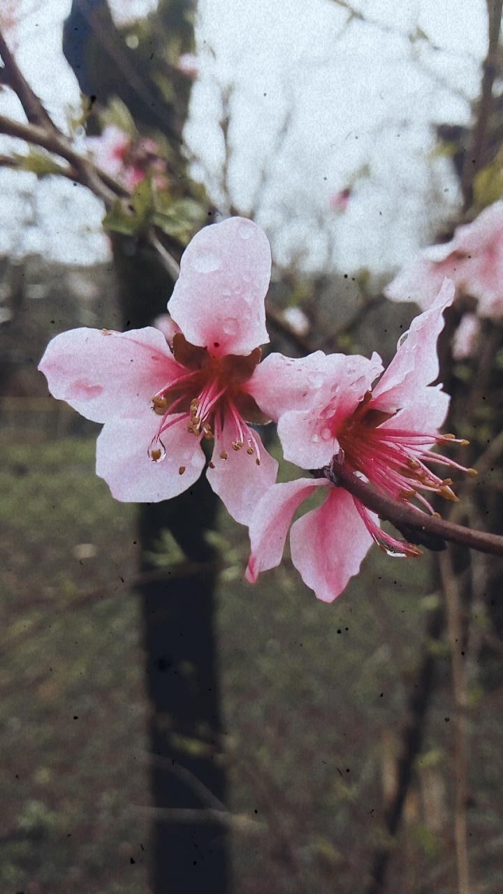 georgia (country)