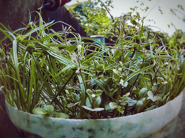 fish eye