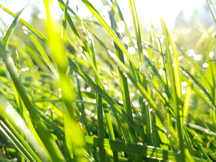 grass