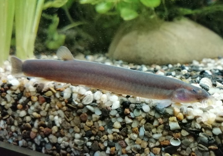 Braunes Dornauge
