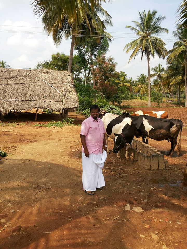 with cows