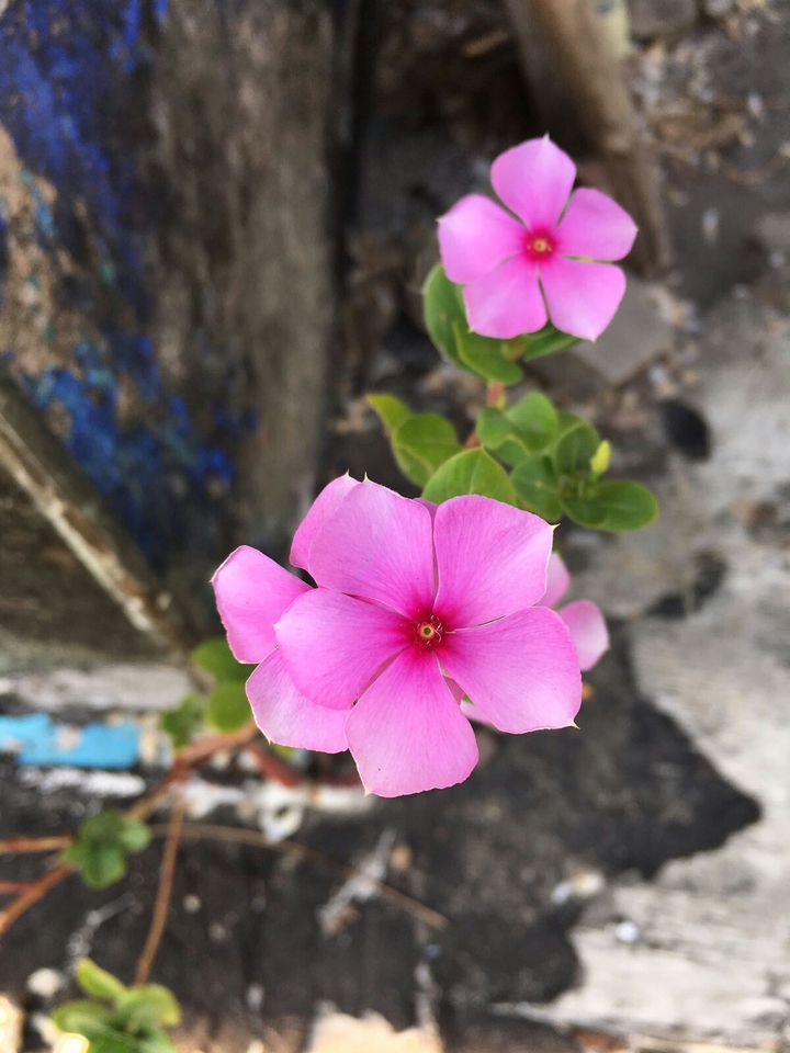 flower