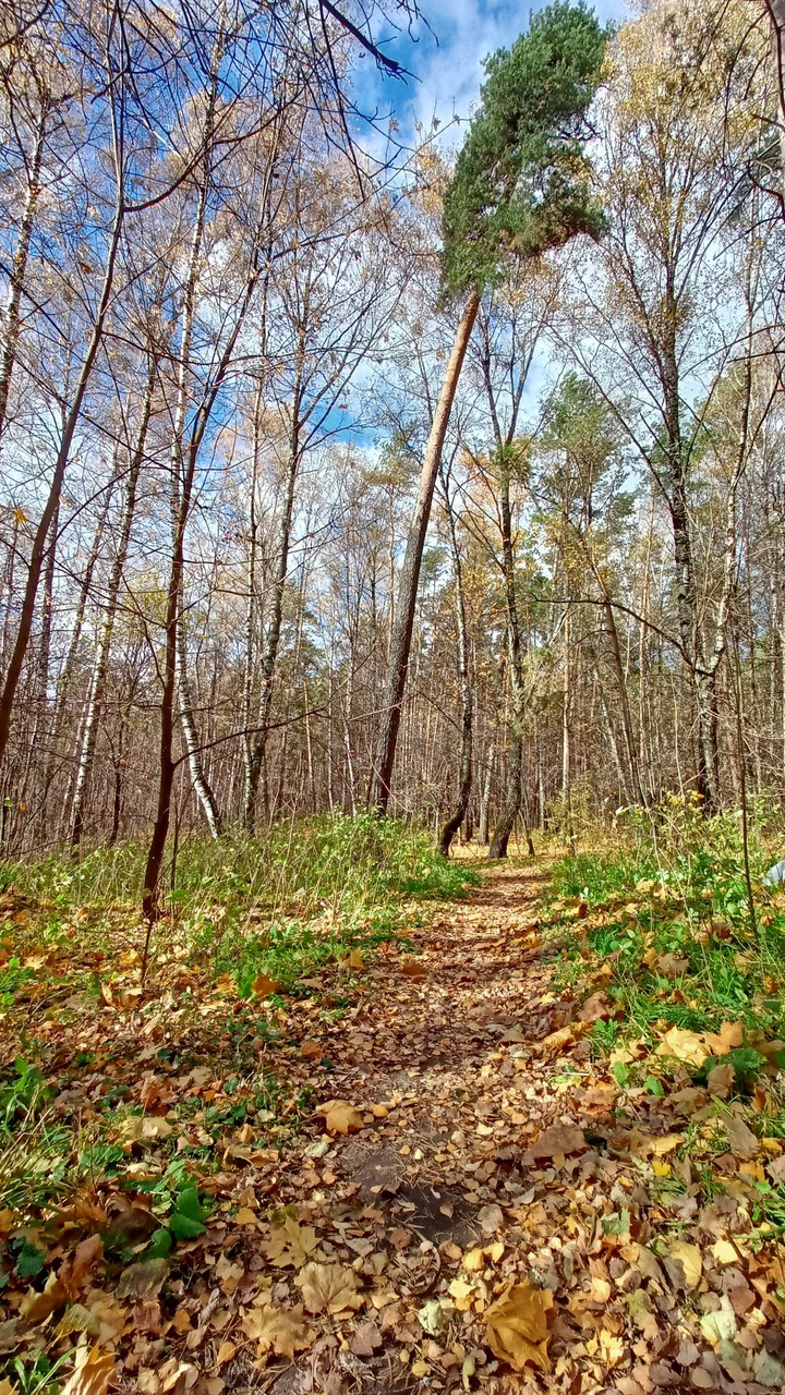autumn