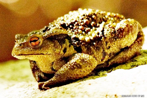 eleutherodactylus, organism Hintergrundbilder