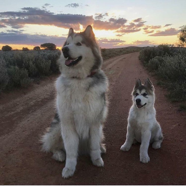 husky