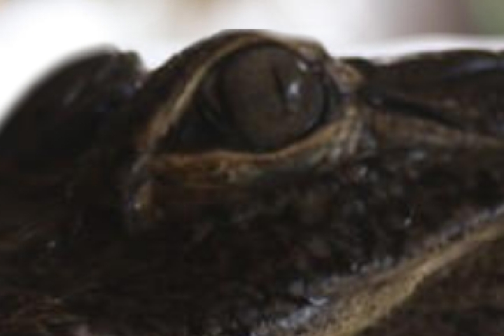 krokodyl