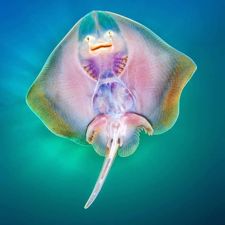 Rai...