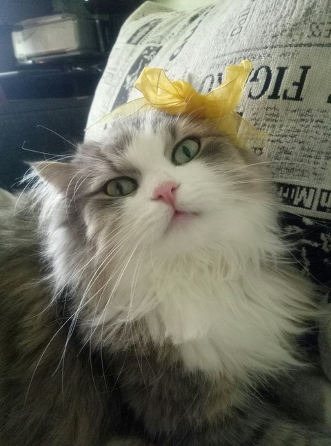 cat girl?