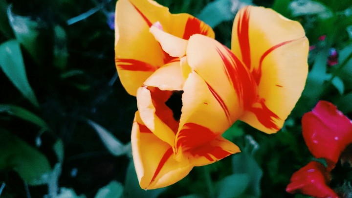 Tulip