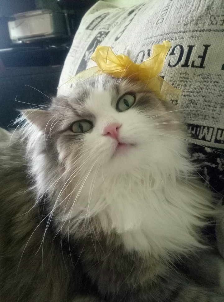cat girl?