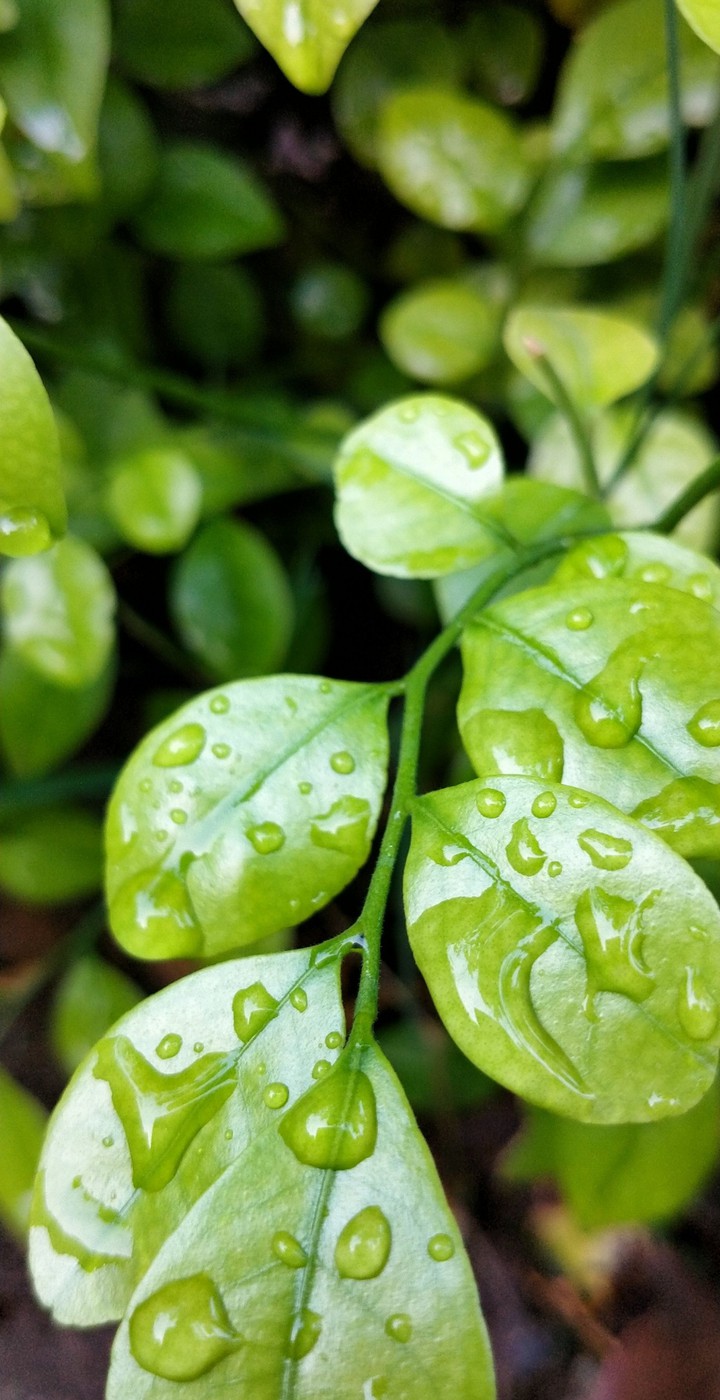 wet leaves...
