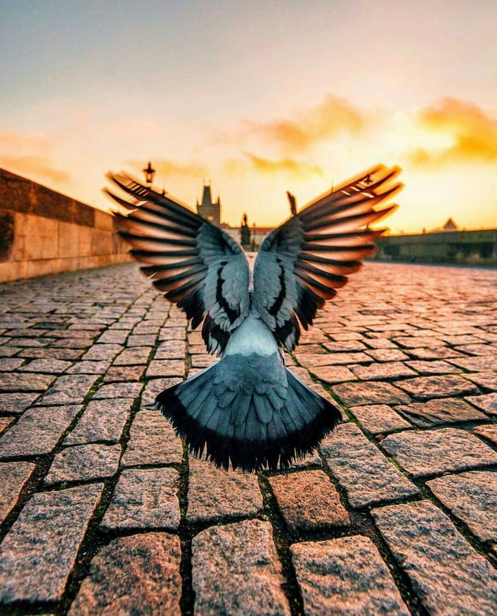 Dove flying