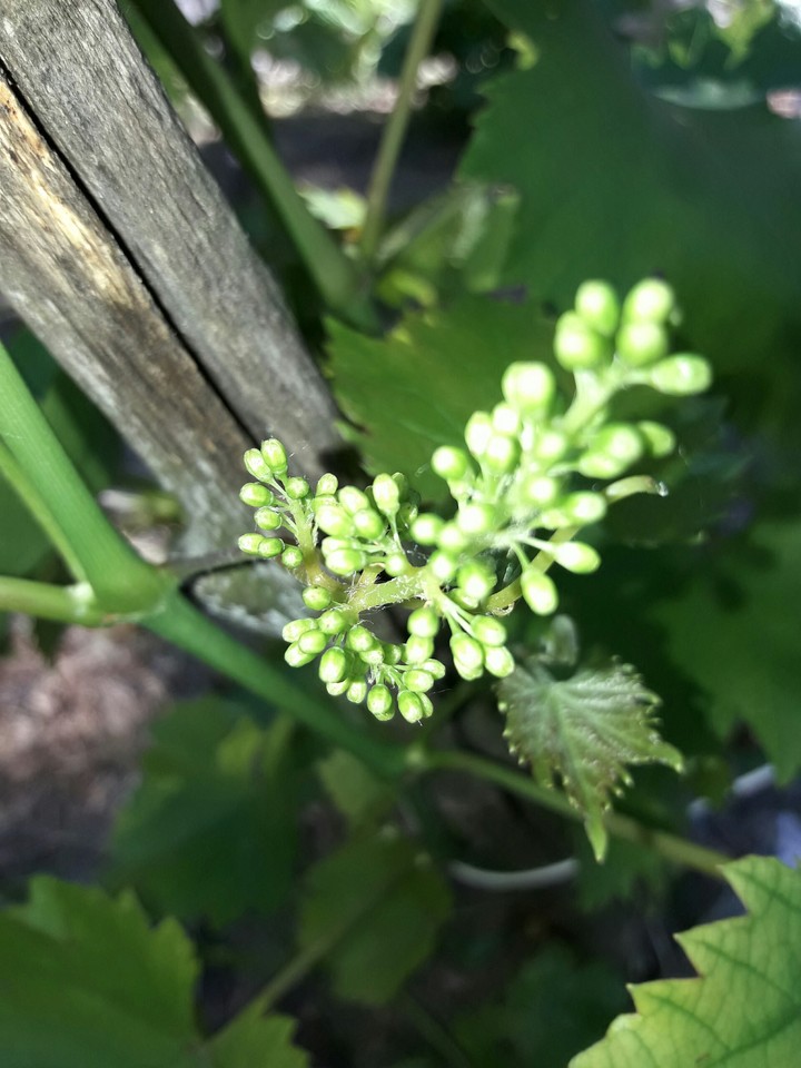 Grapes