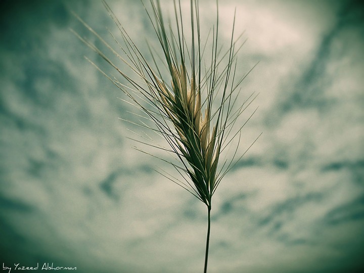 plant