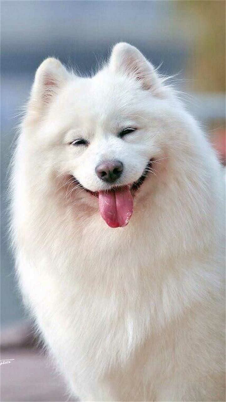 cute puppy