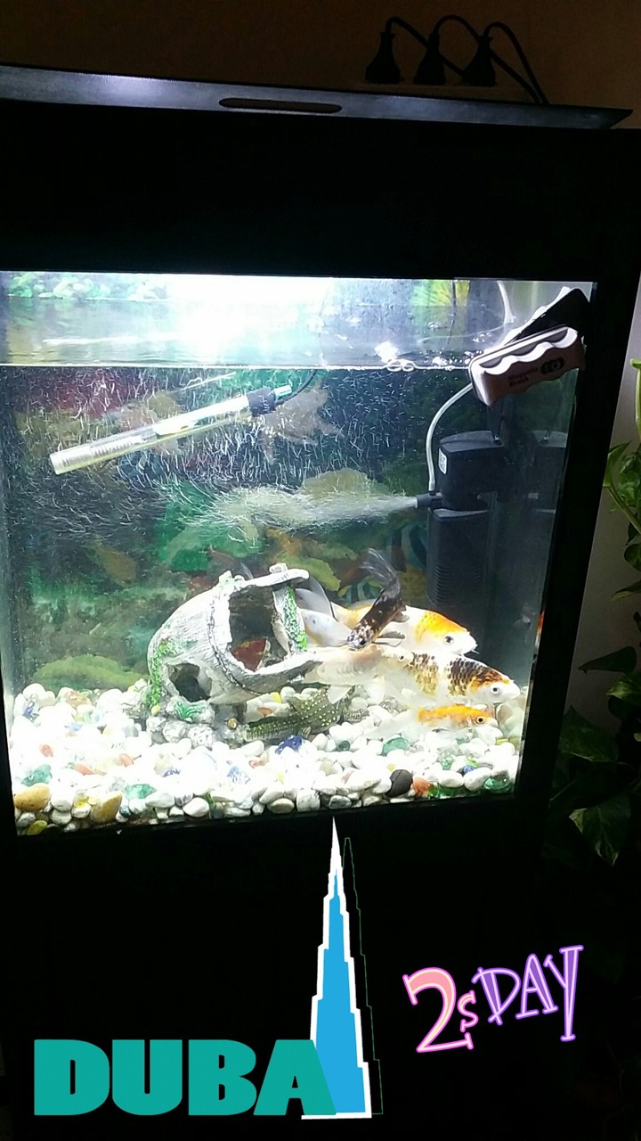 fishes