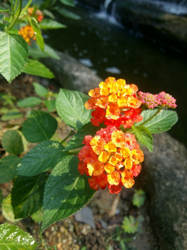 yellow and orange flower