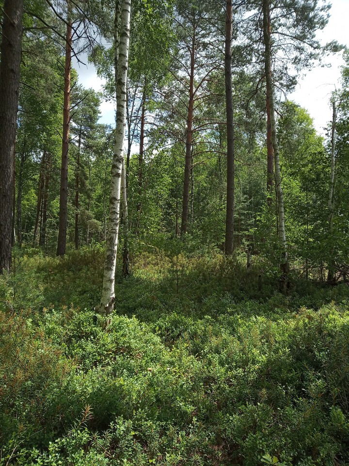 summer forest