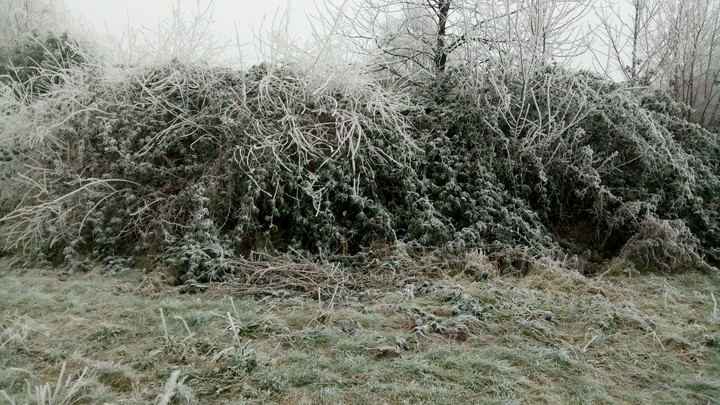 bushes