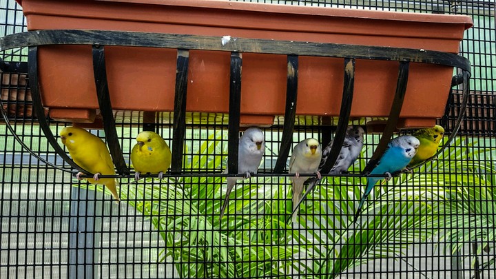 Bird Hangs.