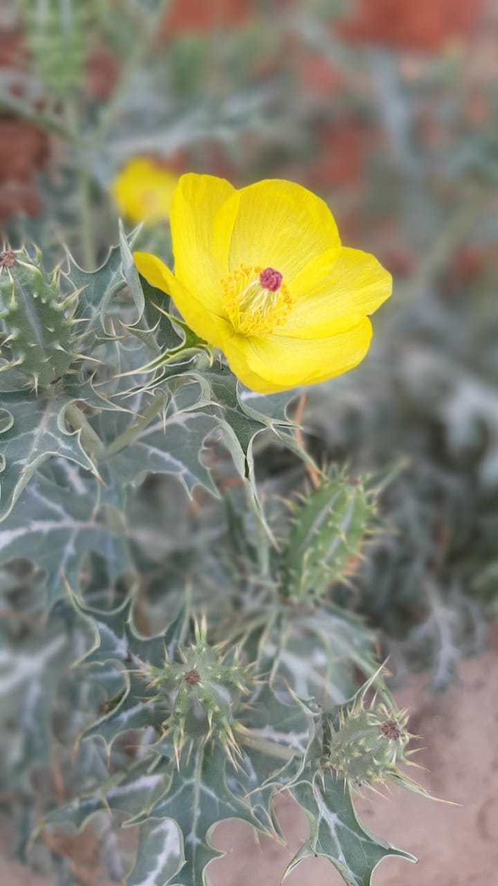 bloomy yellow