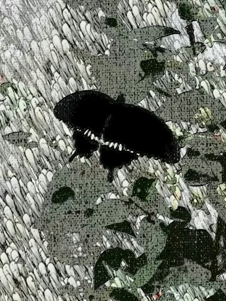 black beauty