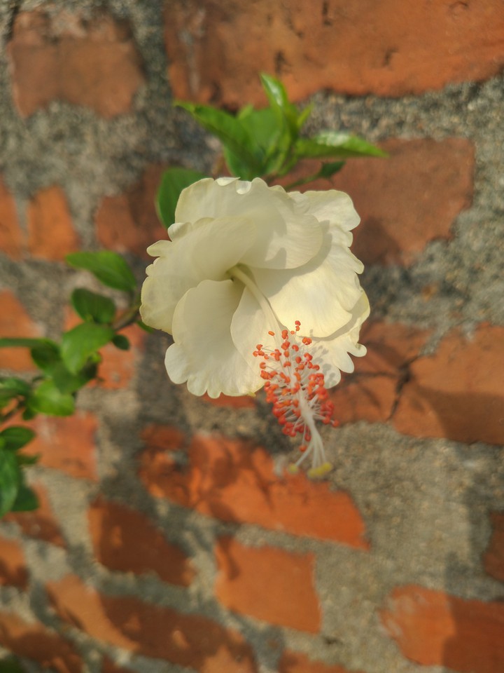 white flower