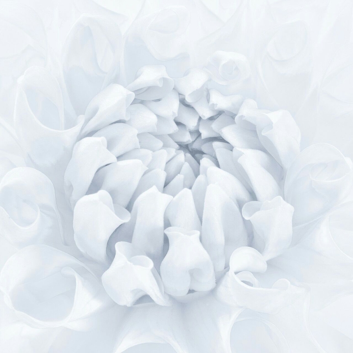 weiße rose