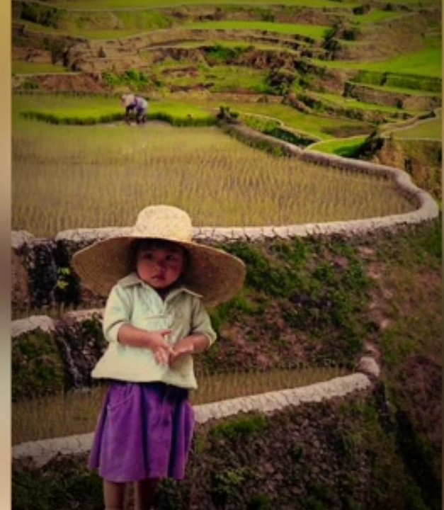 RICE TERRACES