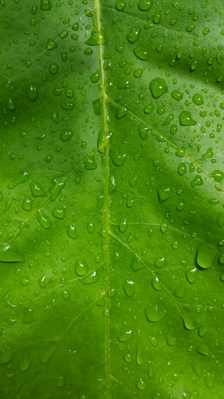 leaf