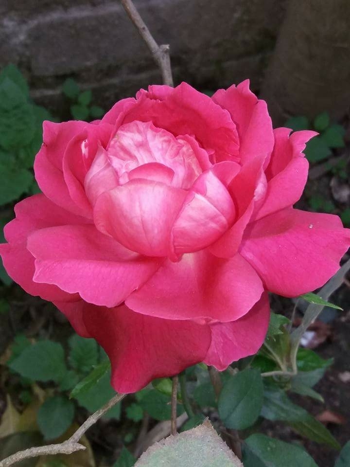 rose