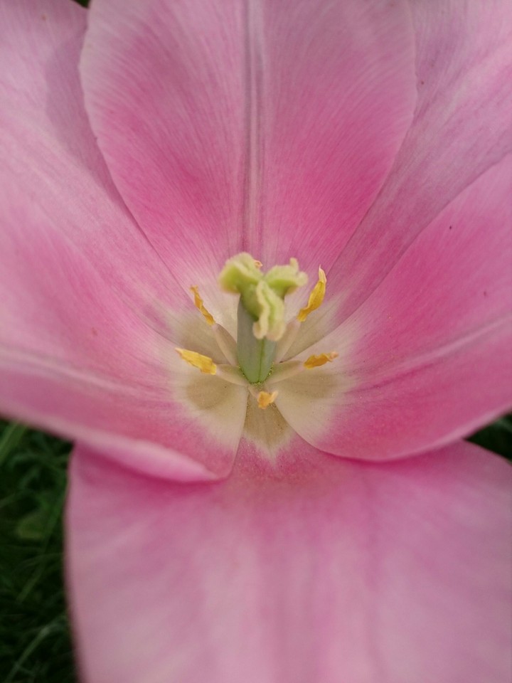 Tulpe Macro